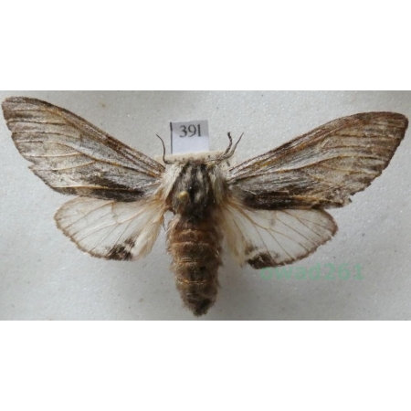 Harpyia milhauseri (Fabricius, 1775) female Wojnica swarożyca Czech39l